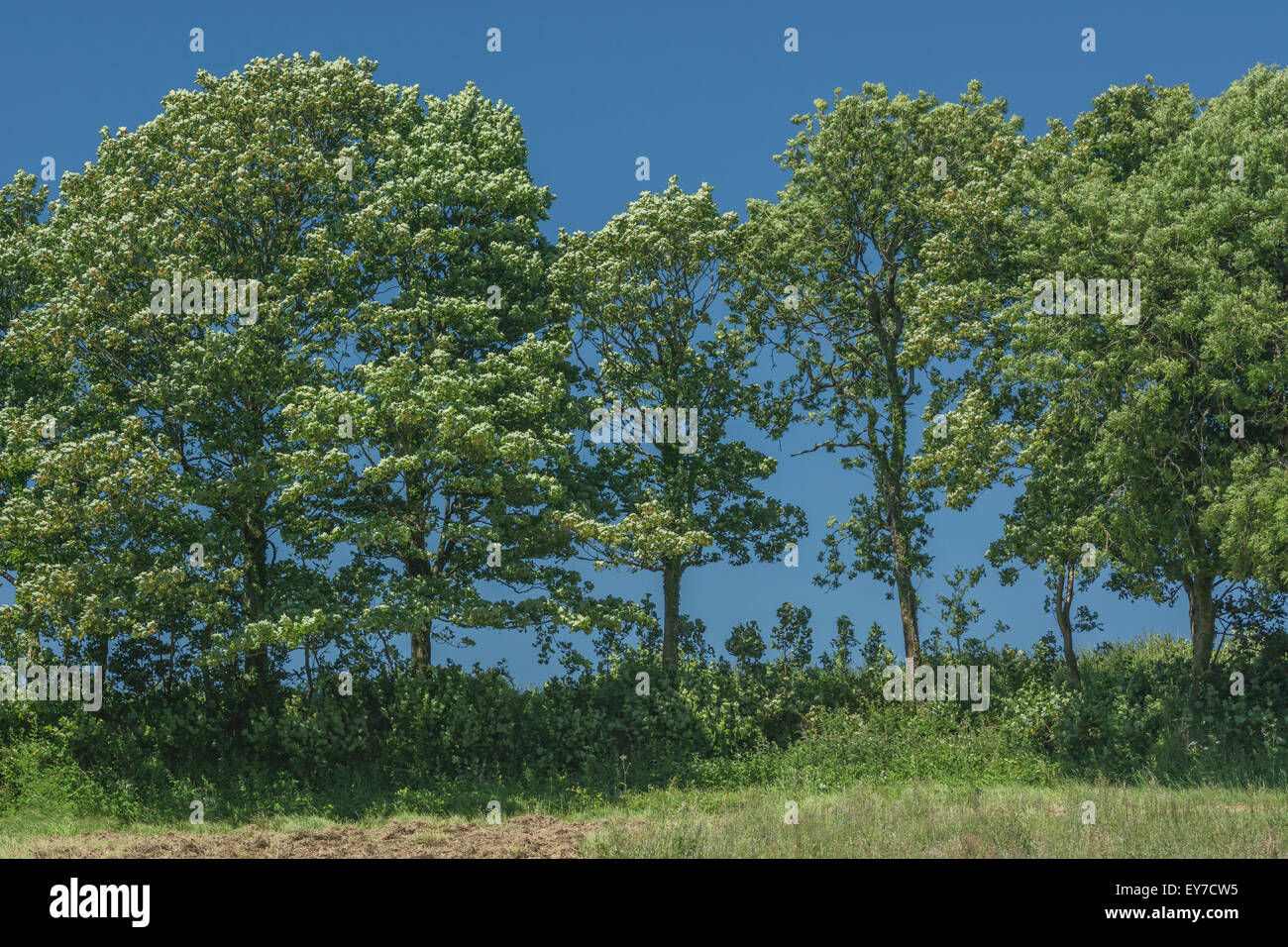 Platano e altri alberi nel paese siepe, set estivo contro il cielo blu. Foto Stock
