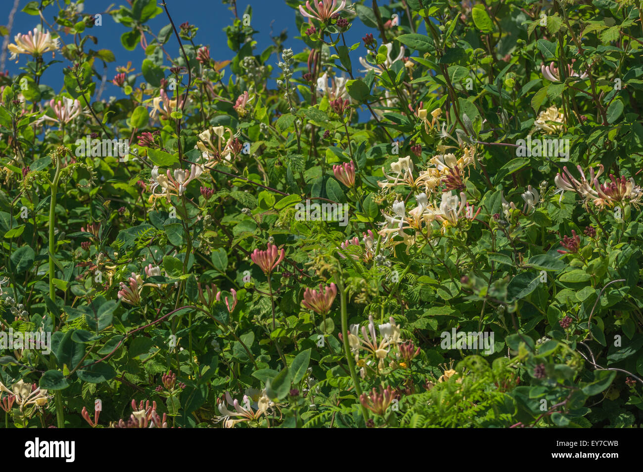 Caprifoglio selvatici / Lonicera periclymenum vine nel paese siepe. Foto Stock