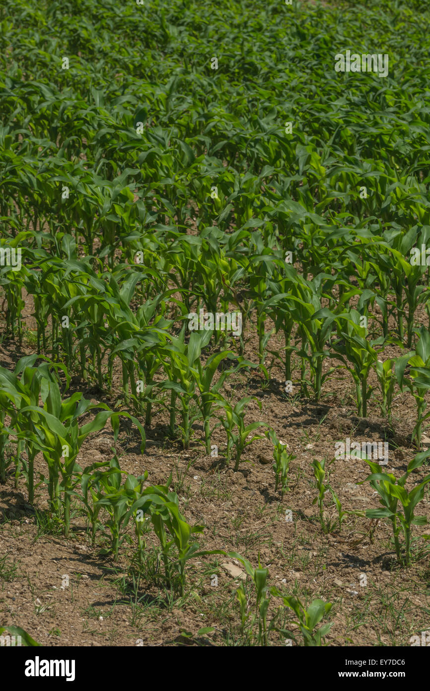 Campo di granoturco / mais dolce / Zea mays - metà di crescita. Vedere la nota di messa a fuoco in 'Descrizione'. Coltivazione di granturco dolce nel Regno Unito. Foto Stock