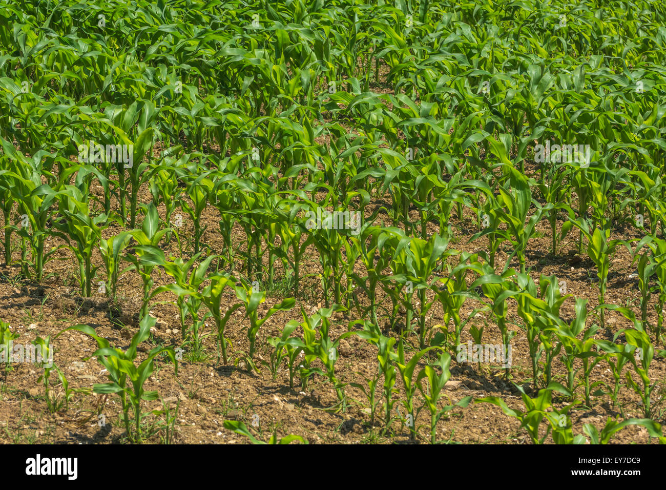 Campo di granoturco / mais / mais Zea mays - metà di crescita. Vedere la nota di messa a fuoco in descrizione. Metafora della sicurezza alimentare / cibo crescente, coltivazione di granturco dolce nel Regno Unito Foto Stock