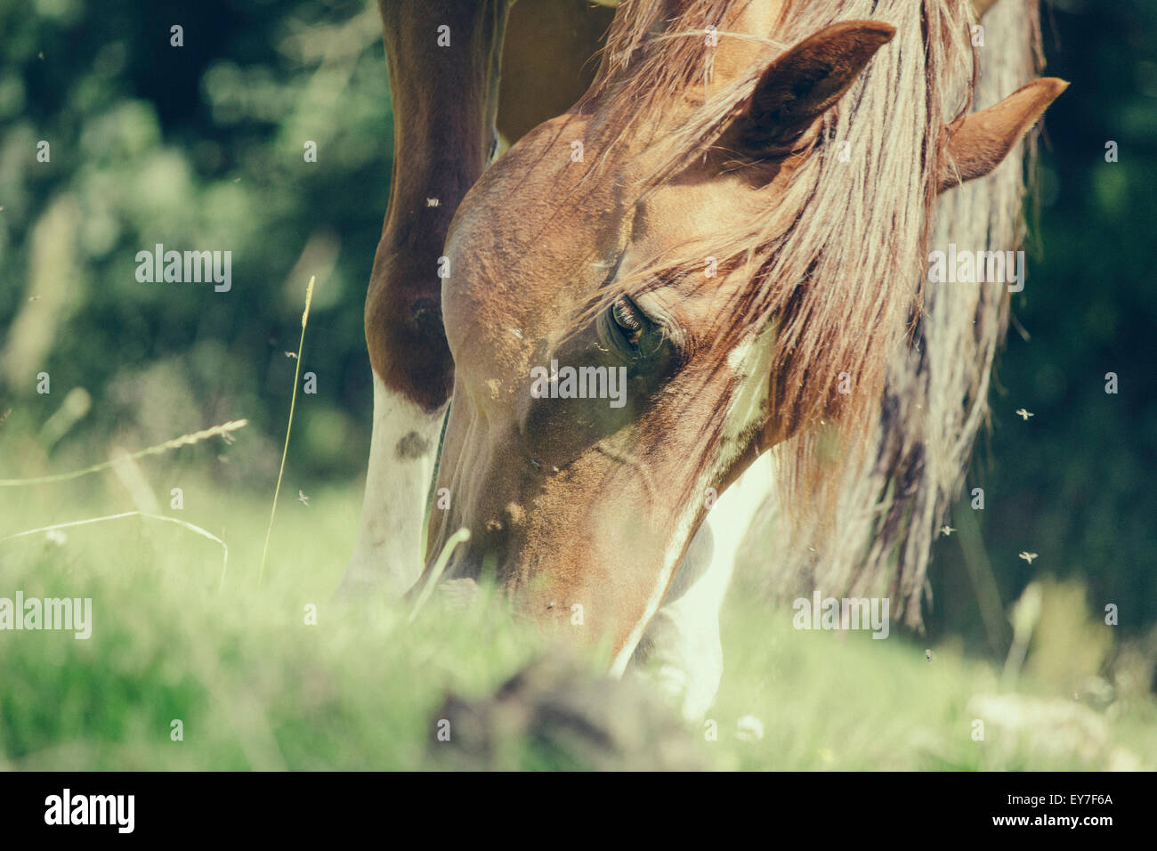 Un cavallo al pascolo in un campo. Foto Stock