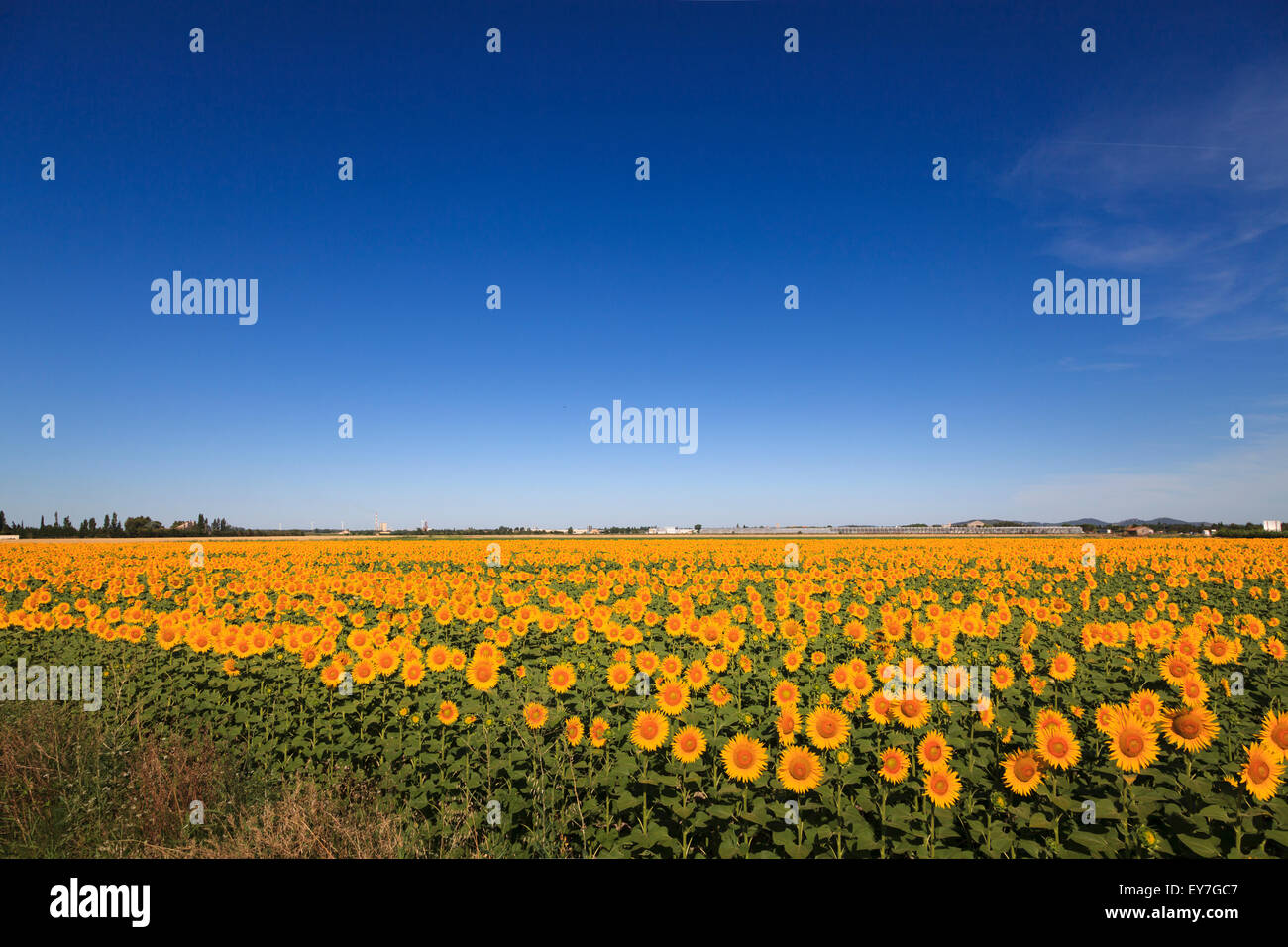Campo di girasoli in piena fioritura con cielo blu Foto Stock