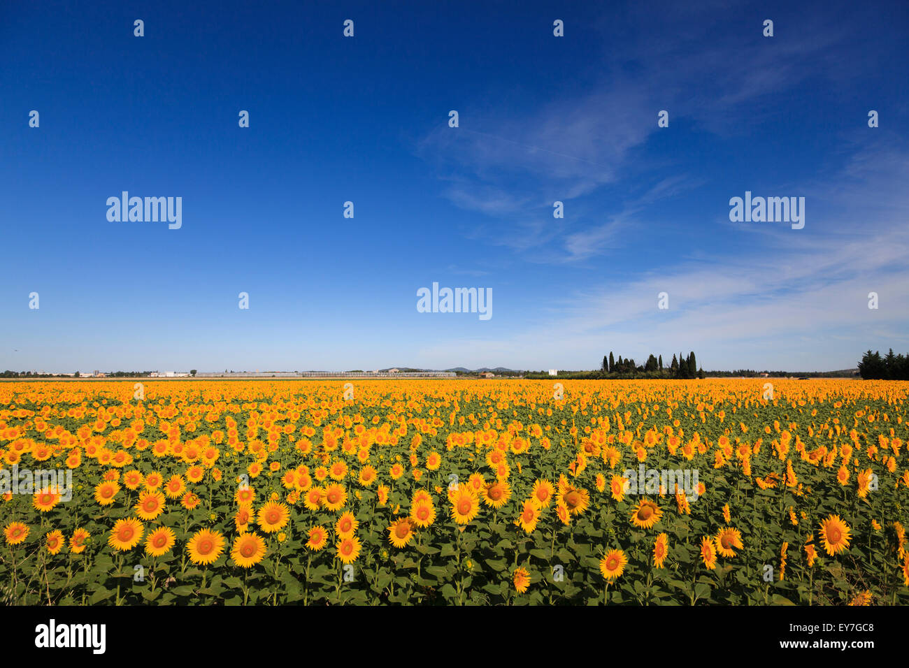Campo di girasoli in piena fioritura con cielo blu Foto Stock