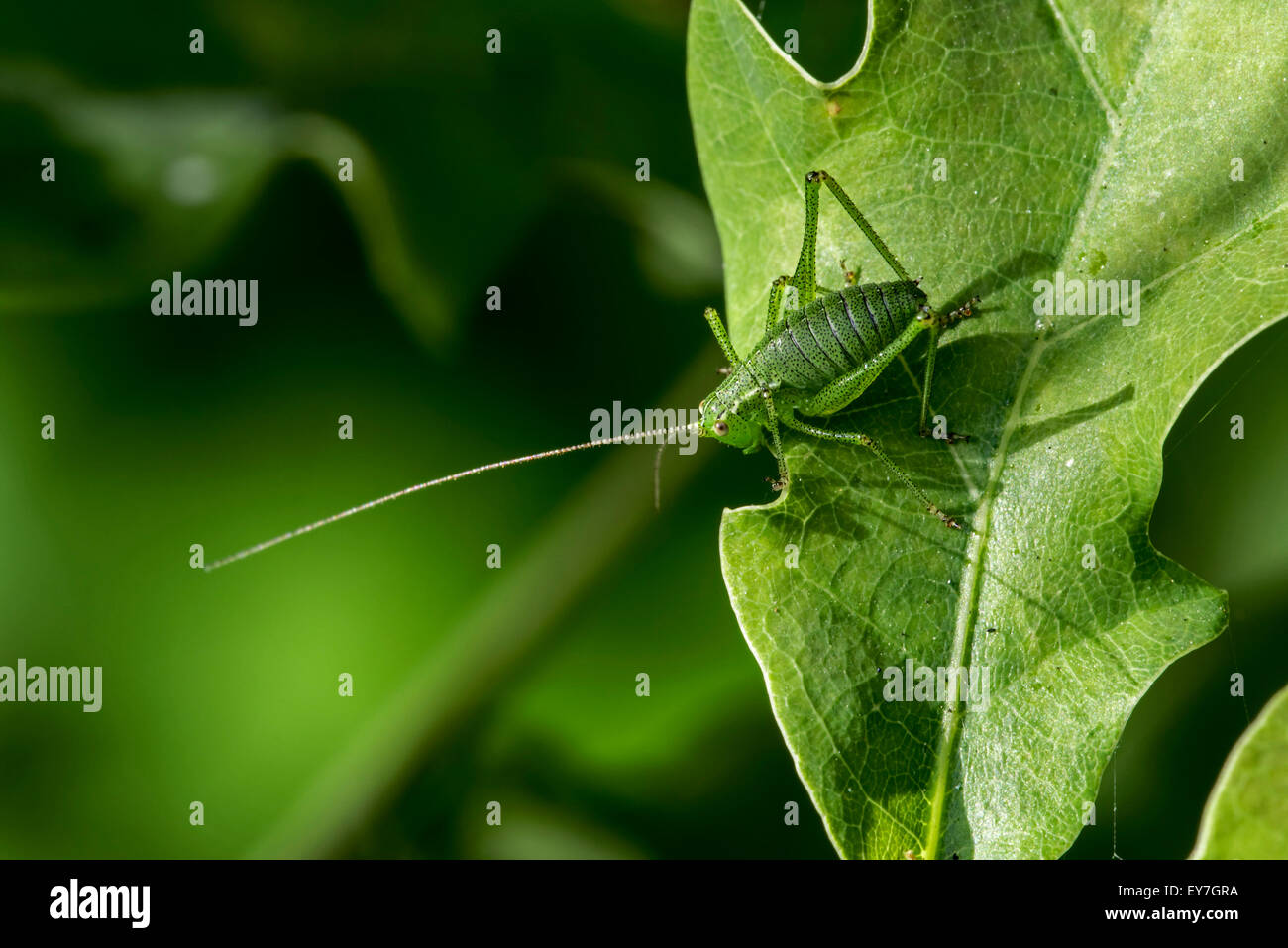 Chiazzato bush-cricket (Leptophyes punctatissima) maschio sulla lamina Foto Stock