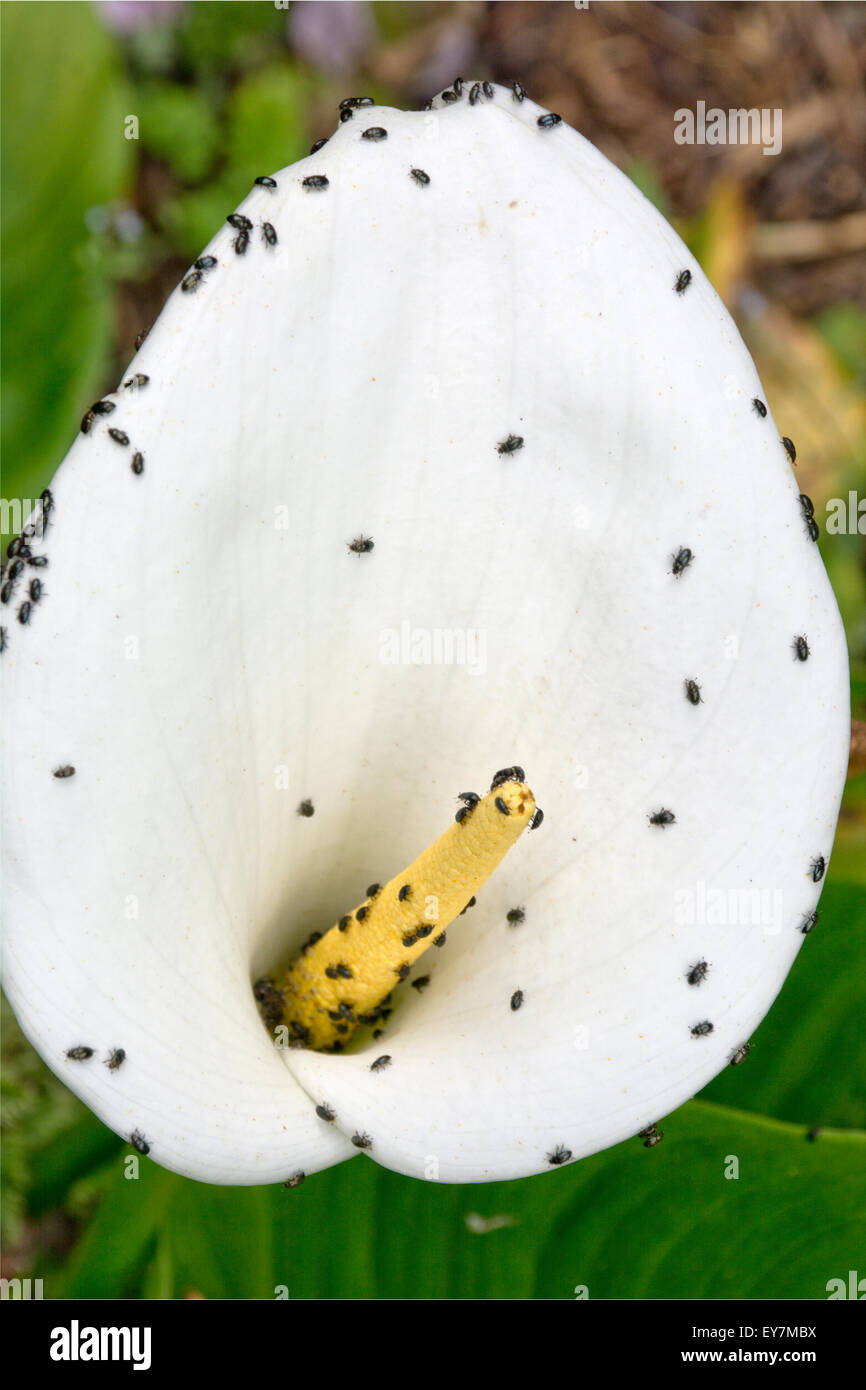 Il polline di coleotteri su arum lily Foto Stock