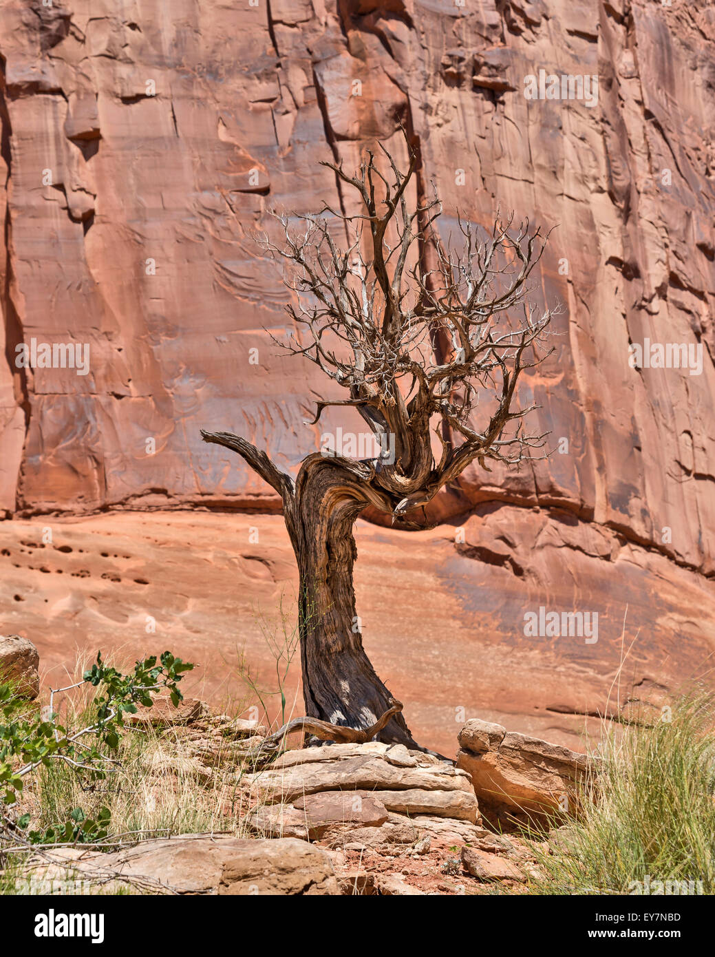 Il vecchio legno secco con rocce rosse sfondo, Arches National Park, Utah, Stati Uniti d'America, Nord America, Stati Uniti Foto Stock
