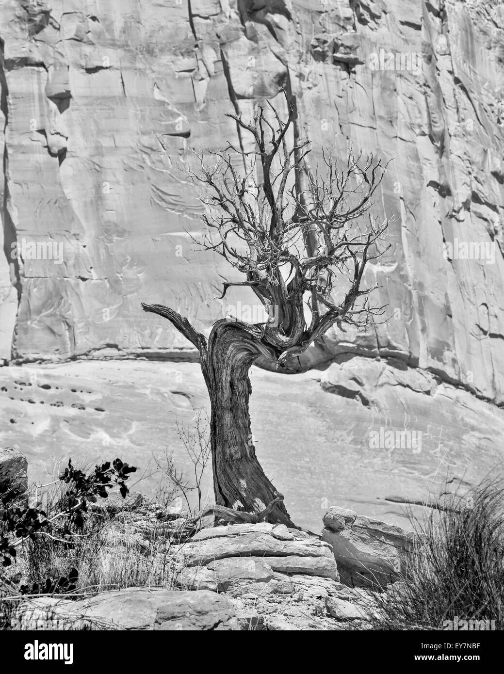 Bianco e nero schizzo di vecchio legno secco con rocce sfondo, Arches National Park, Utah, Stati Uniti d'America, Nord America, Stati Uniti Foto Stock