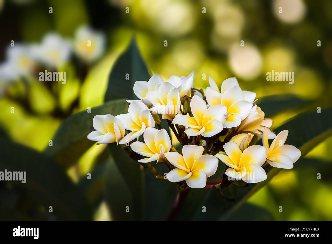 Plumeria (nome comune Frangipani) è un genere di piante in fiore nella famiglia dogbane, Apocynaceae. Foto Stock