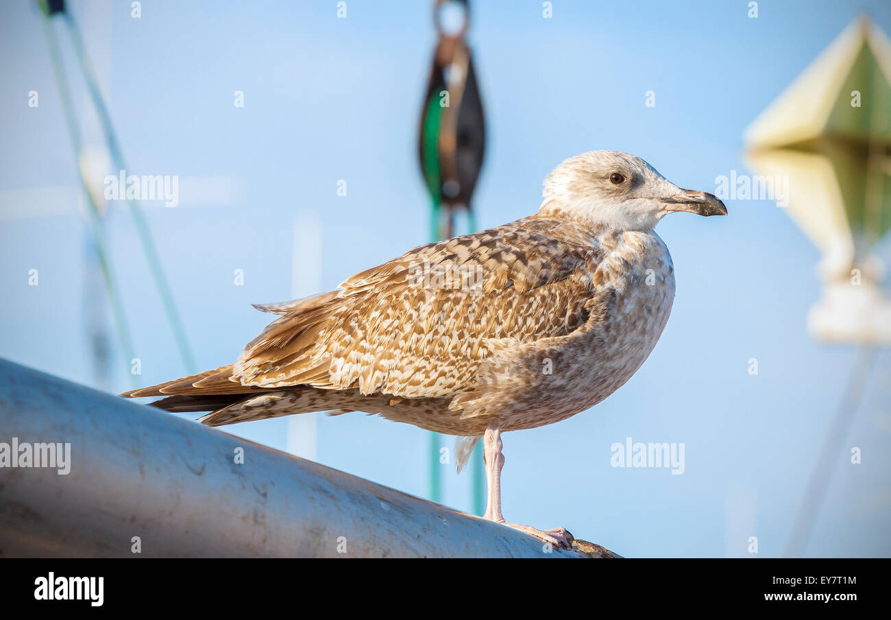Seagull in piedi su un montante in porto. Foto Stock