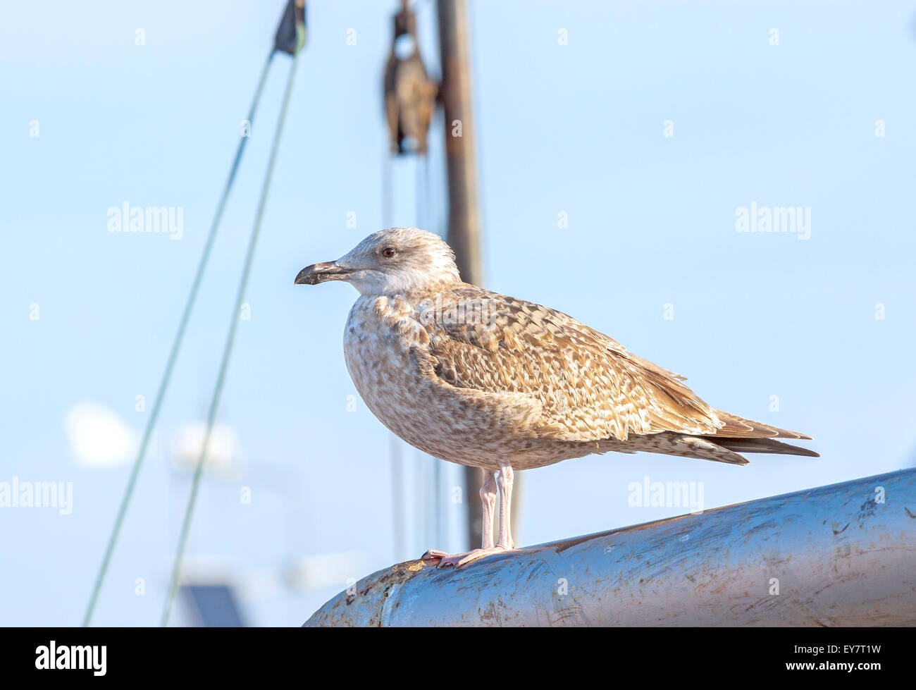 Seagull in piedi su un montante in porto. Foto Stock