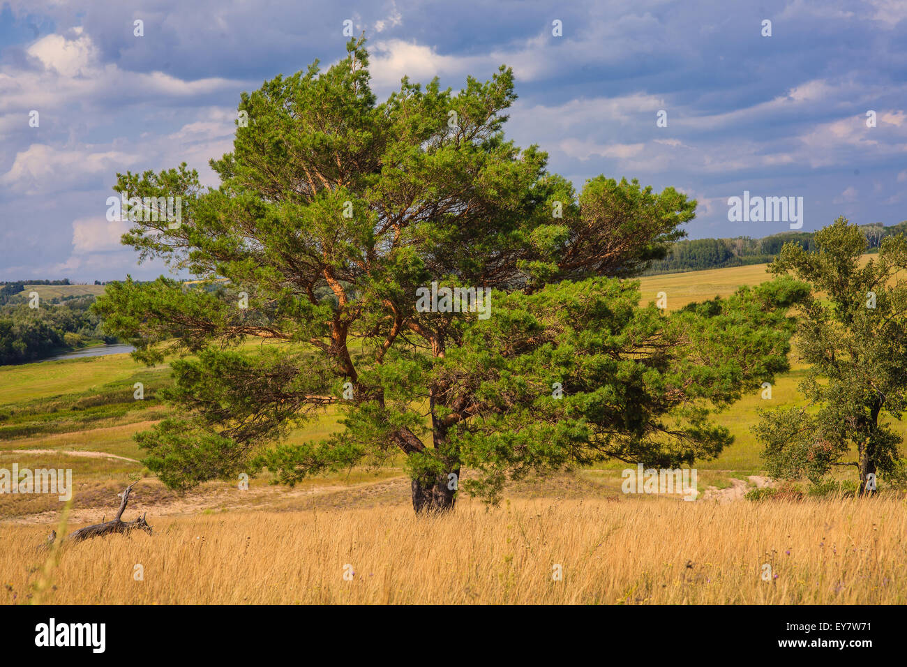 Lone Pine Tree sorge in campo sullo sfondo del cielo blu verde Foto Stock
