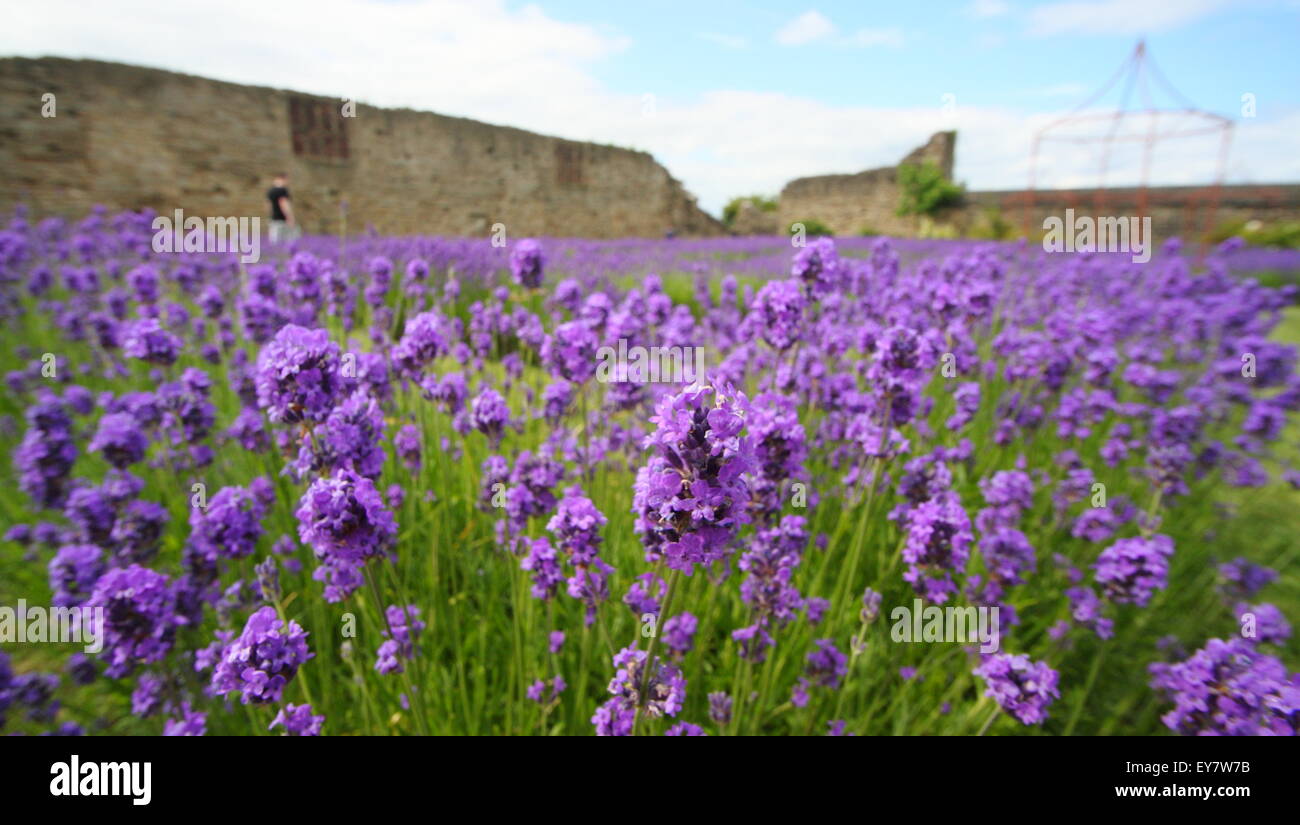 Inglese cresce la lavanda in giardino confini nella forma di un labirinto di lavanda, sotto rovine a Sheffield Manor Lodge, England Regno Unito Foto Stock