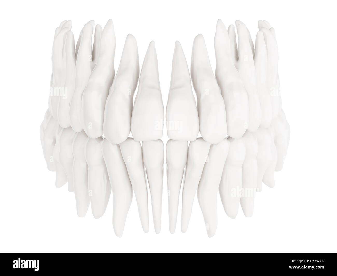 Illustrazione medica dei denti umani Foto Stock