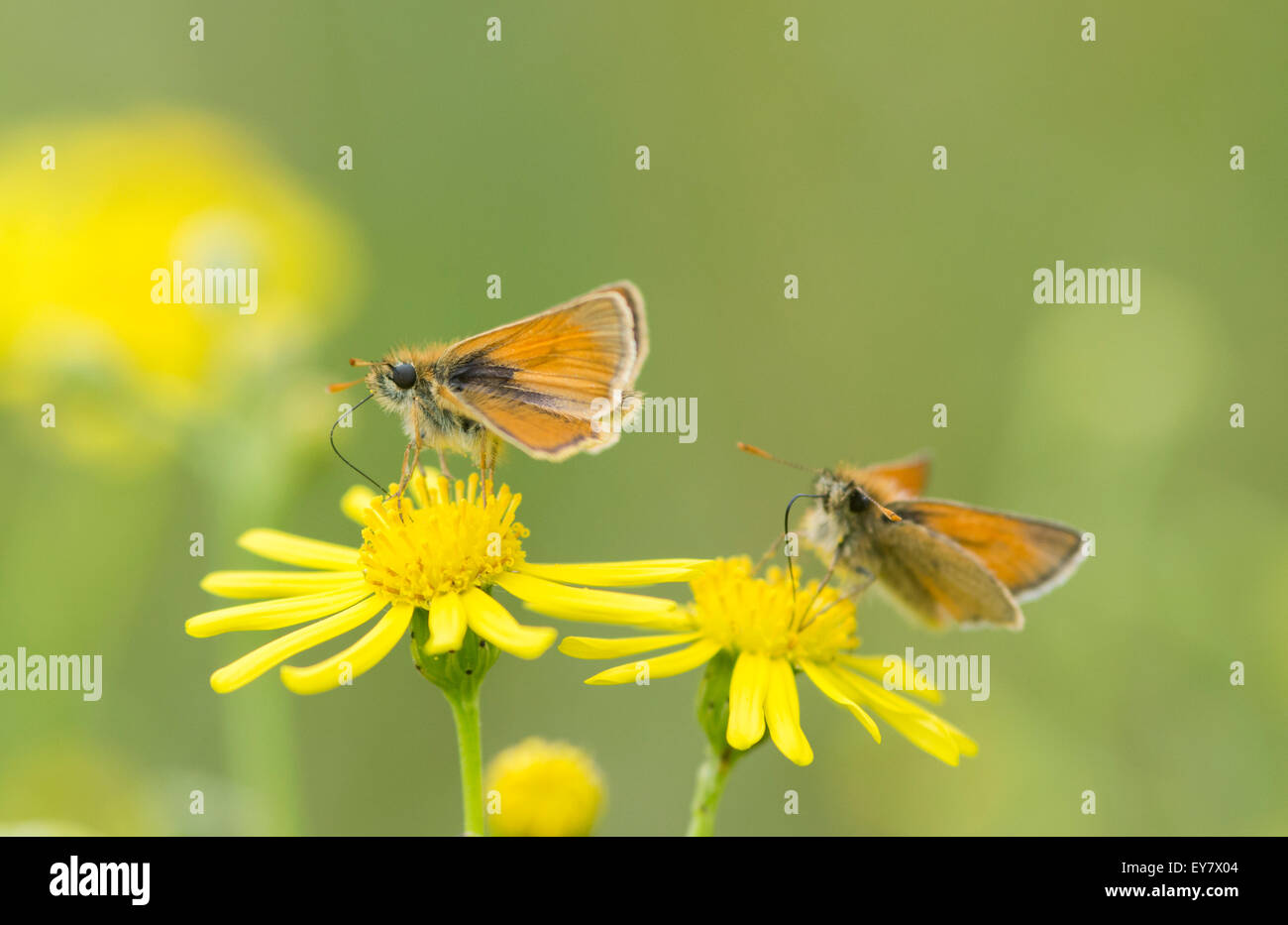 Coppia di piccoli skipper (thymelicus sylvestris) farfalle avanzamento sul fiore giallo, Regno Unito Foto Stock