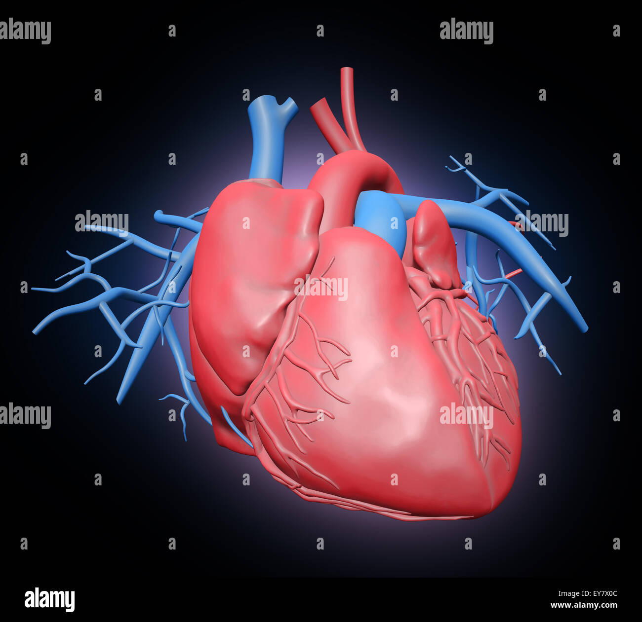 Cuore umano illustrazione - Sistema cardiovascolare Foto Stock