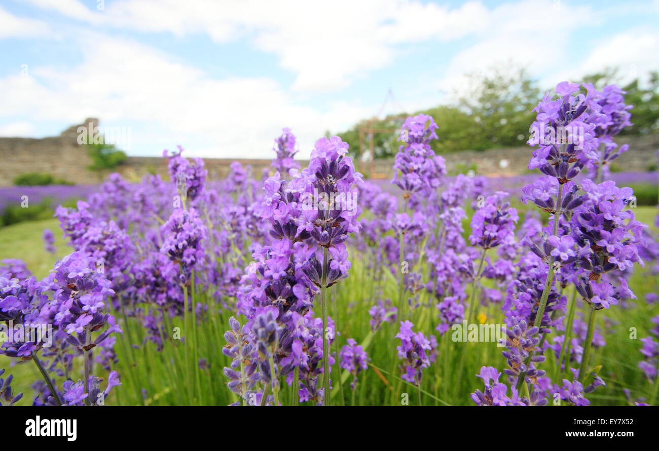 Inglese cresce la lavanda in giardino confini nella forma di un labirinto di lavanda, sotto rovine a Sheffield Manor Lodge, England Regno Unito Foto Stock