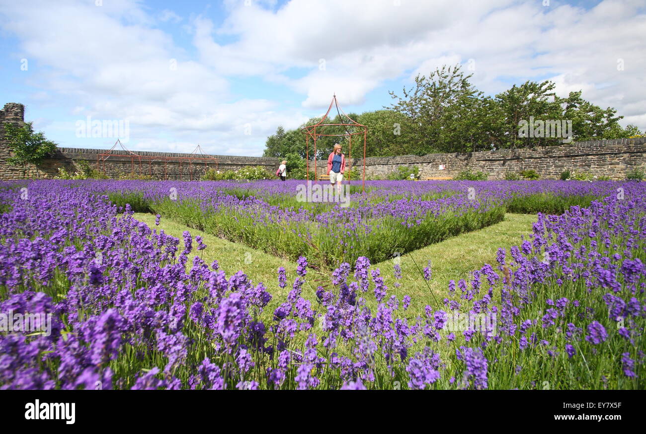 La gente a piedi tra inglese crescente di lavanda in bordi per formare un labirinto di lavanda, Sheffield South Yorkshire, Inghilterra, Regno Unito Foto Stock