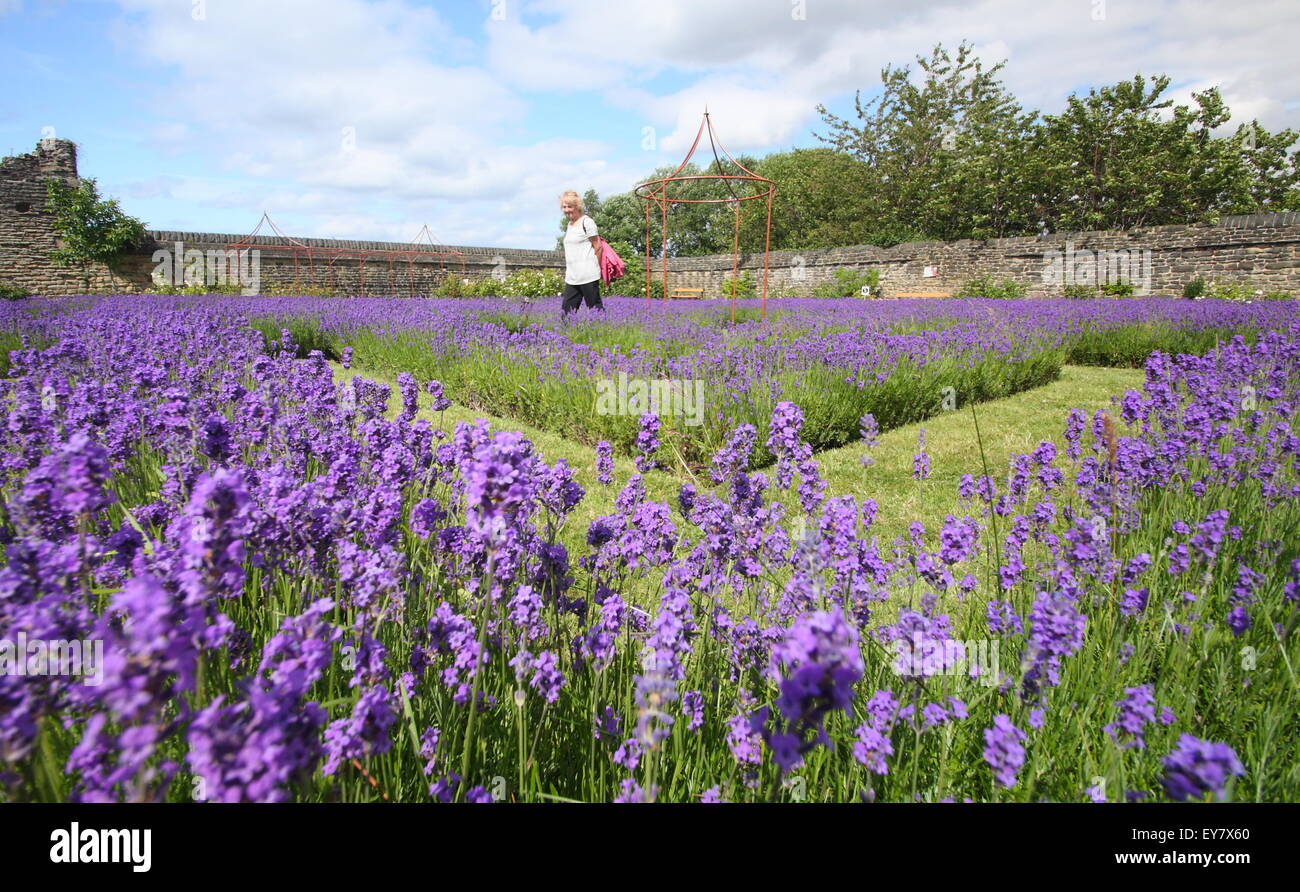 Una donna cammina tra inglese crescente di lavanda in bordi per formare un labirinto di lavanda, Sheffield South Yorkshire, Inghilterra, Regno Unito Foto Stock