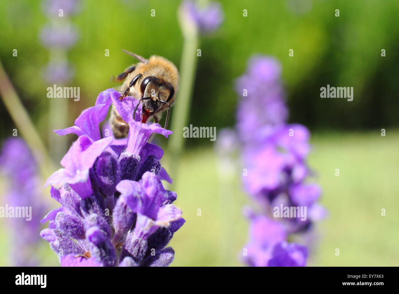 Un miele delle api (Apis mellifera) alimenta sulla lingua inglese alla lavanda (lavendula angustifolia) in un giardino inglese di frontiera, Sheffield, Regno Unito Foto Stock