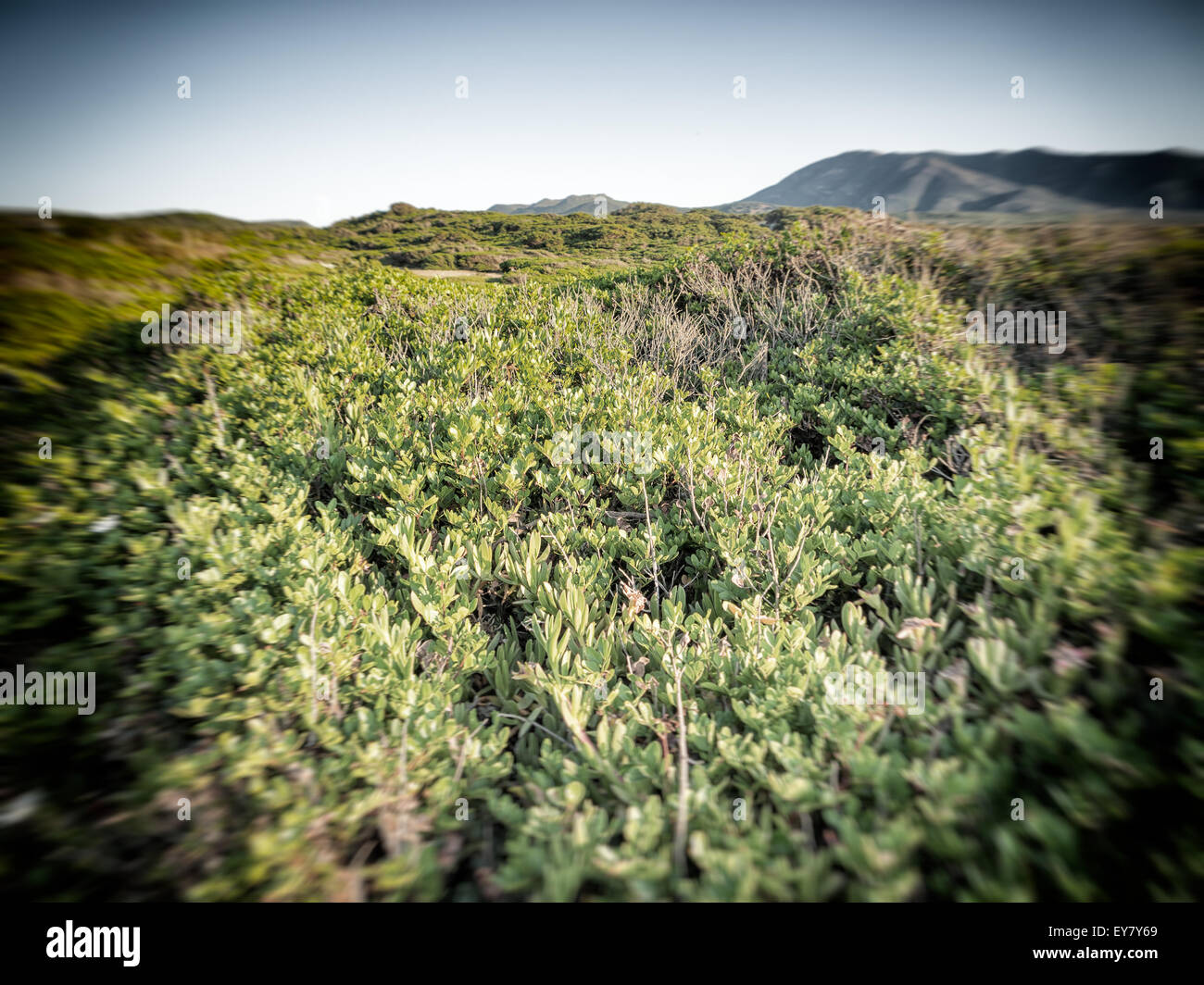 La macchia mediterranea leafs sky. Vegetazione tipica della Sardegna Foto Stock