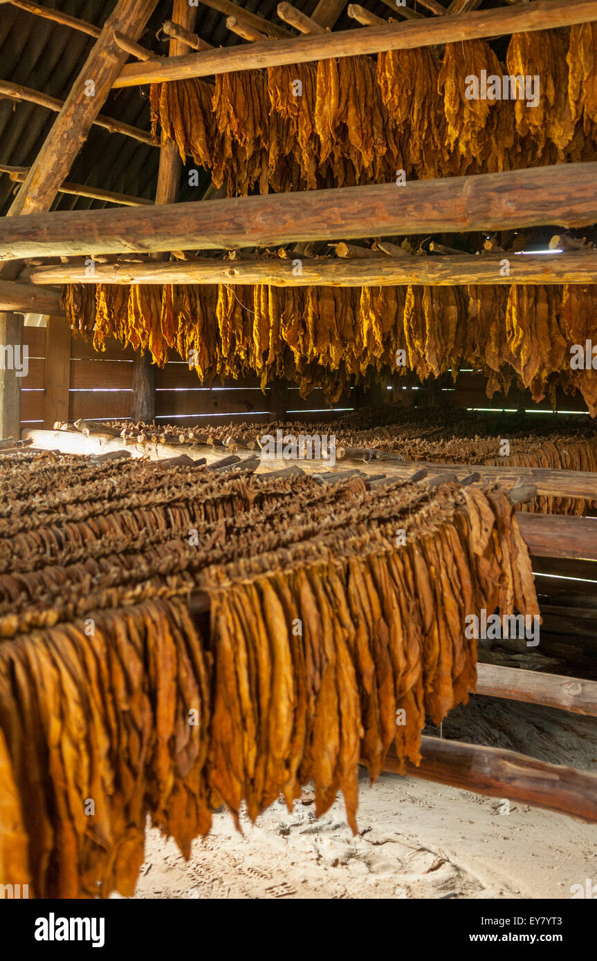 Sigaro cubano di foglie di tabacco di essiccazione, Vinales, Cuba Foto Stock