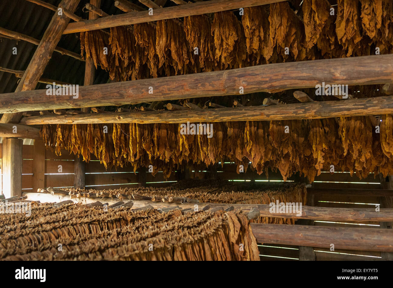 Sigaro cubano di foglie di tabacco di essiccazione, Vinales, Cuba Foto Stock