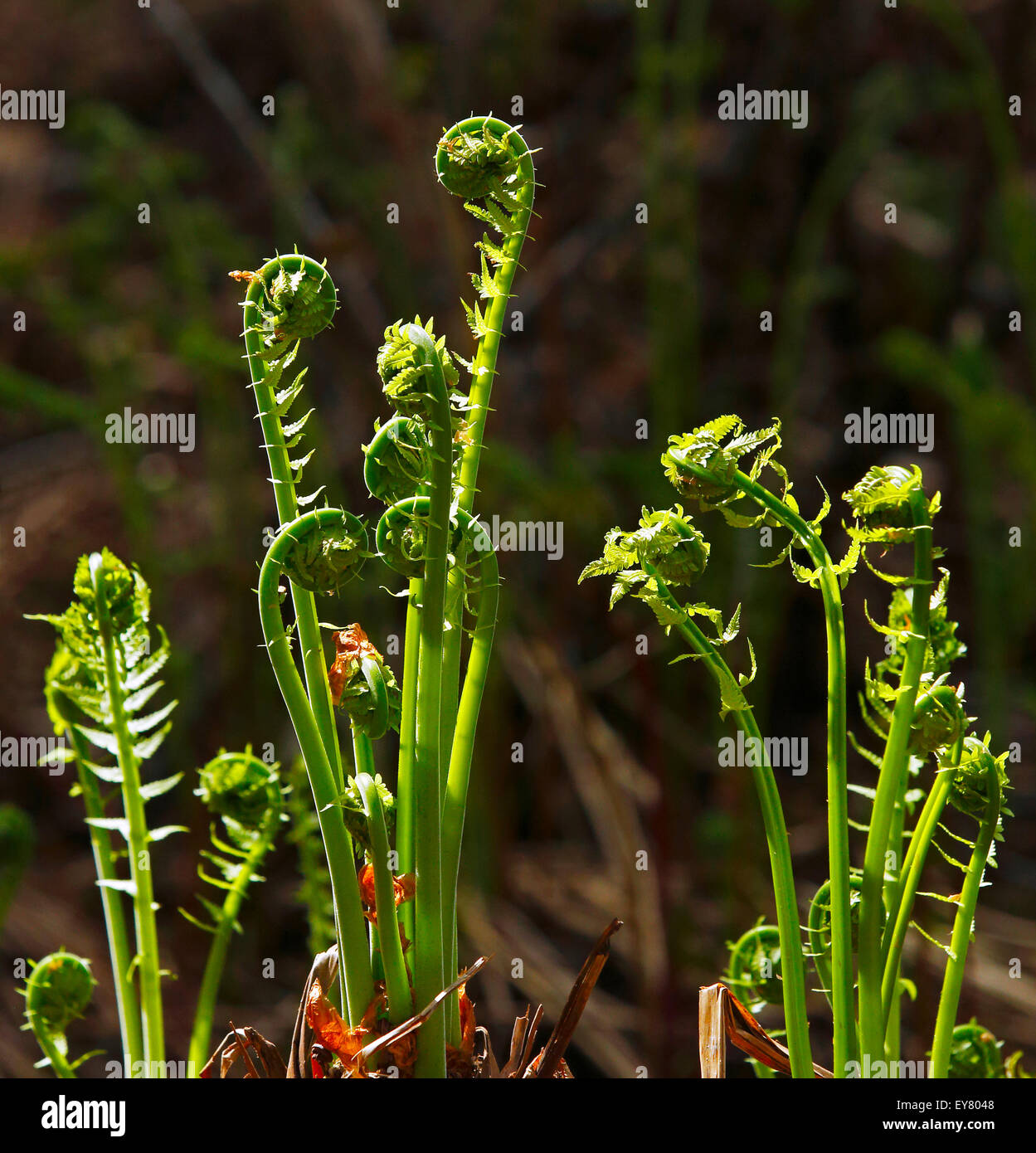 Fiddleheads nel loro ambiente naturale. Foto Stock