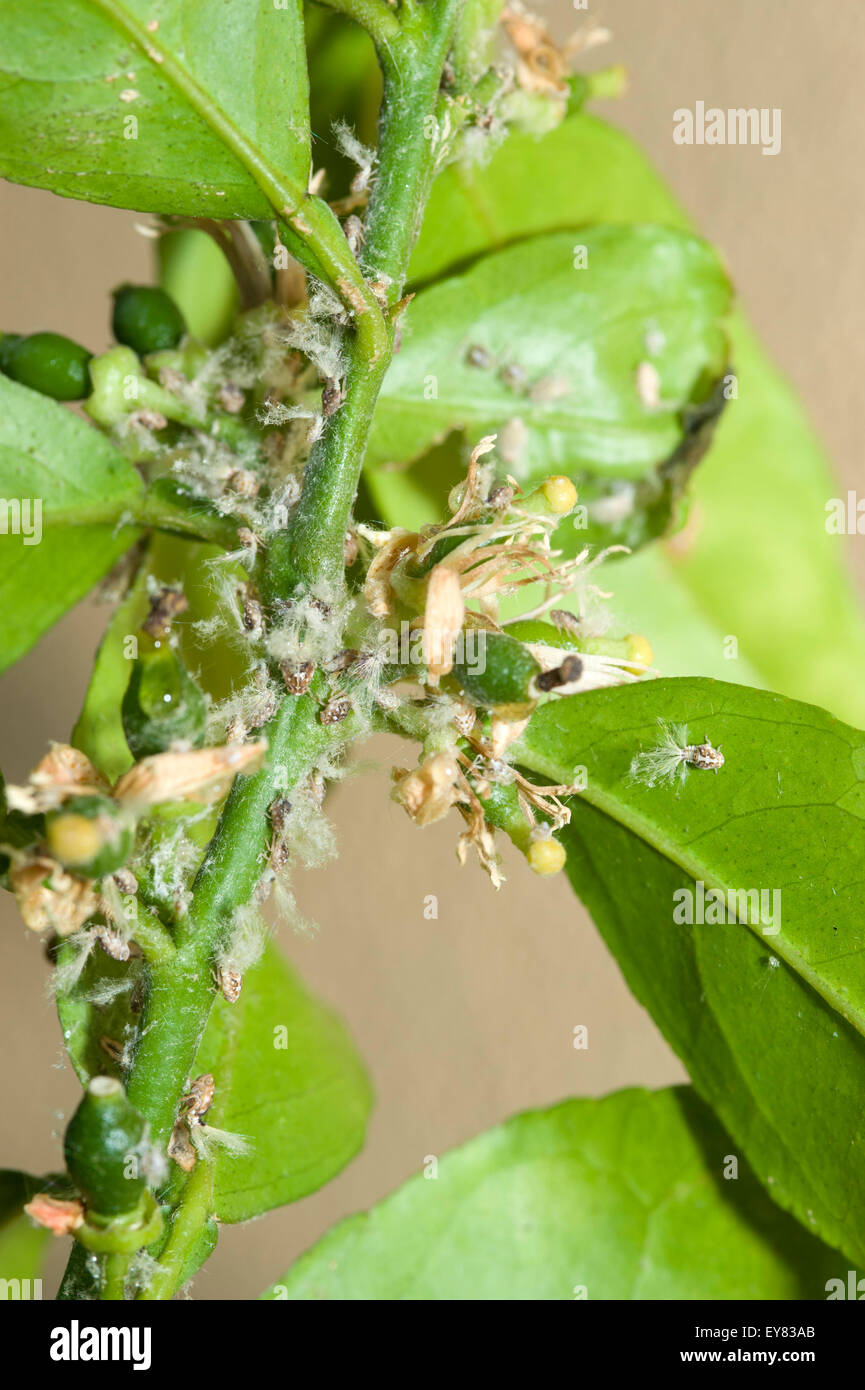 Tramoggia Passionvine ninfe su piante di agrumi Foto Stock