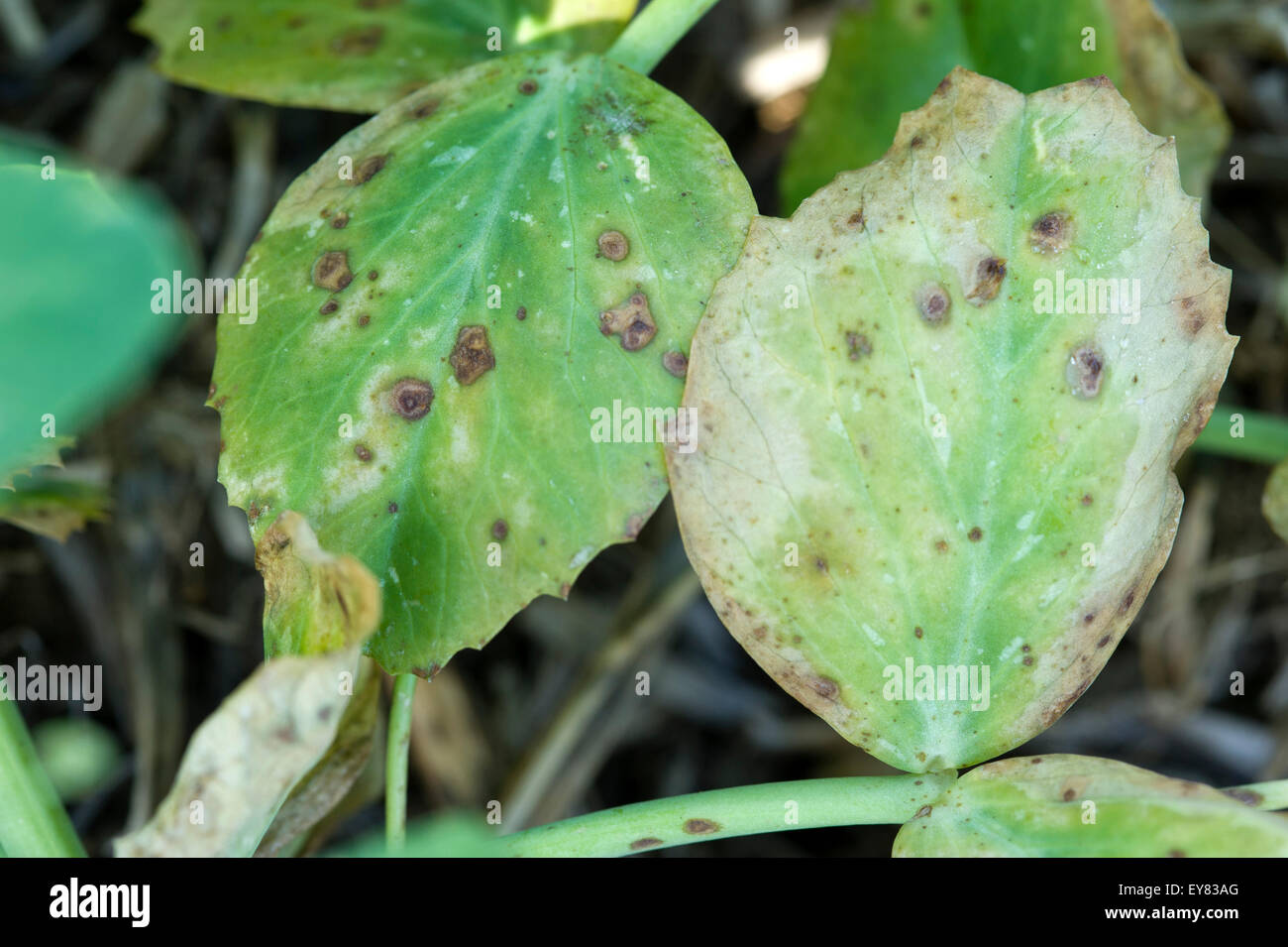 Foglia e stelo batterico di piselli Foto Stock