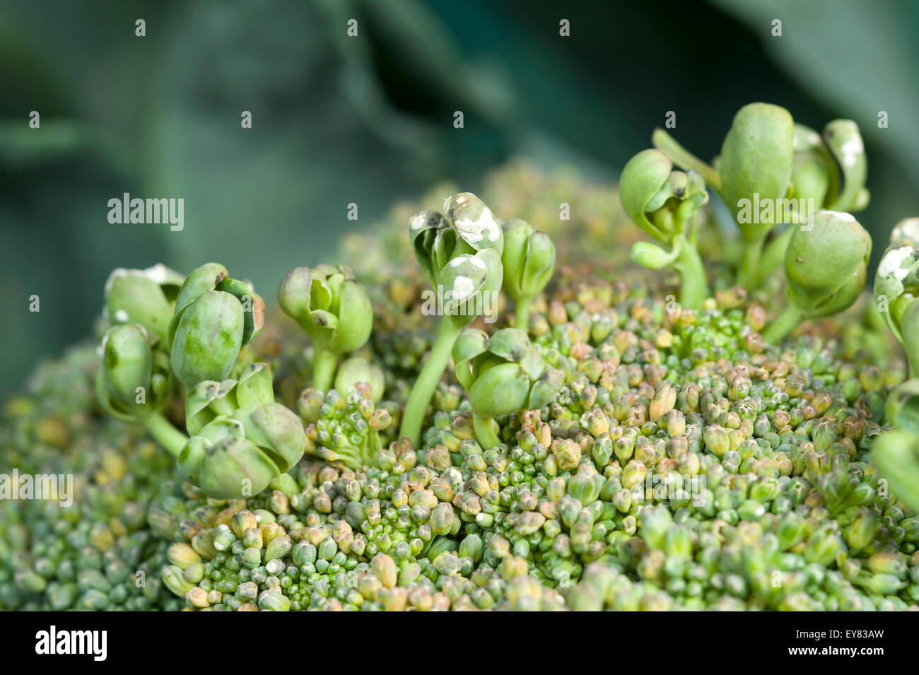 Tag 'testa' sintomi di ruggine bianca sulla malattia di broccoli Foto Stock