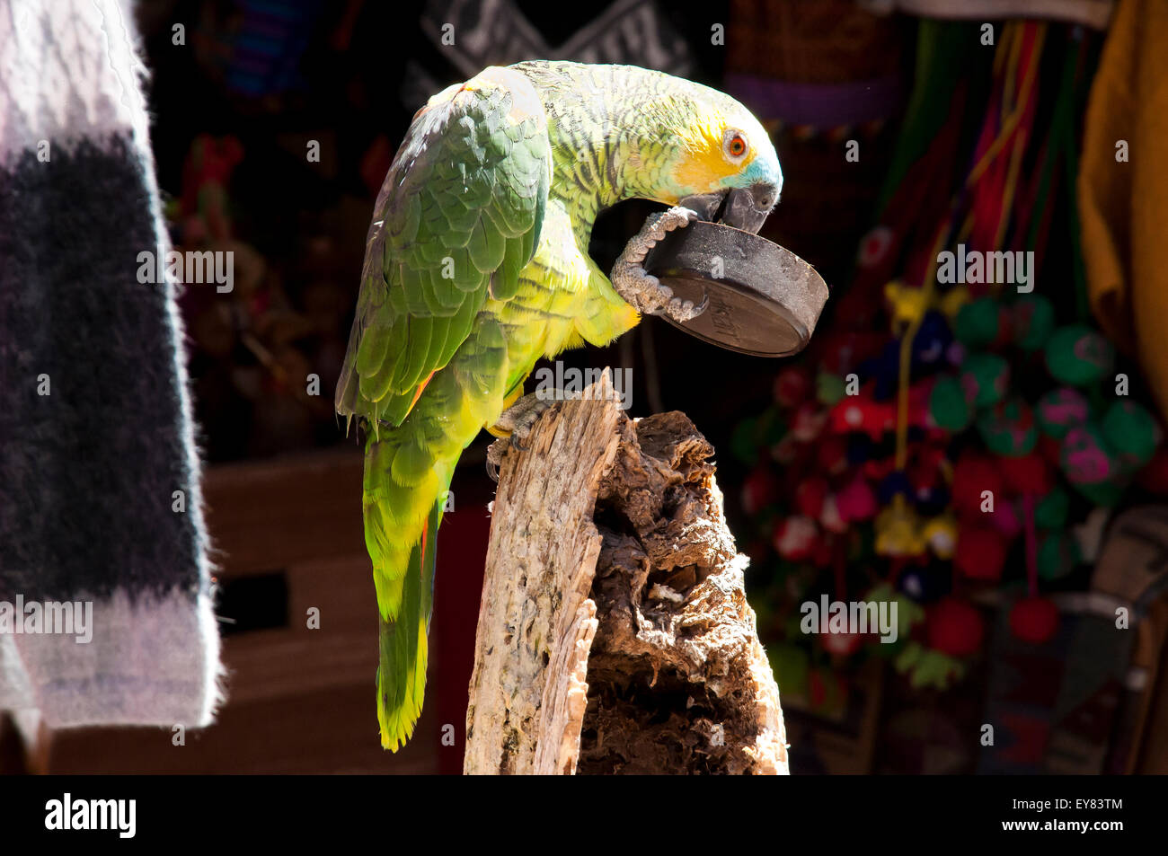 Parrot alimentazione stessa Foto Stock