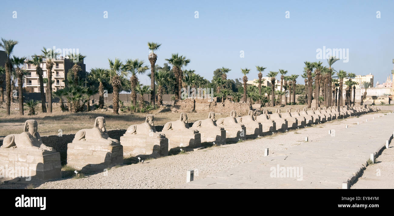 Luxor, Egitto. Tempio di Luxor (Ipet resyt): la sfinge avenue Foto Stock