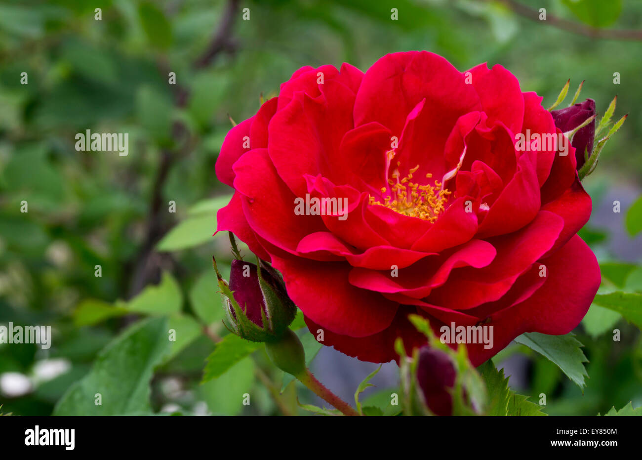 Fiore del decoro rose in giardino Foto Stock