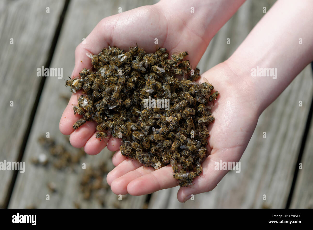 Api morto nelle mani di un apicoltore, sindrome del collasso della colonia, CCD, dovuta all'acaro Varroa, Alta Baviera, Baviera, Germania Foto Stock