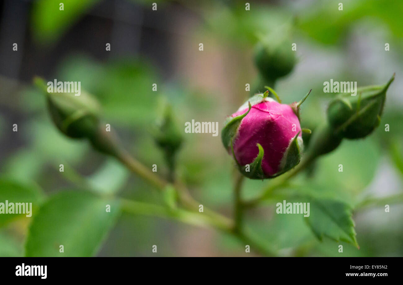 Fiore del decoro rose in giardino Foto Stock
