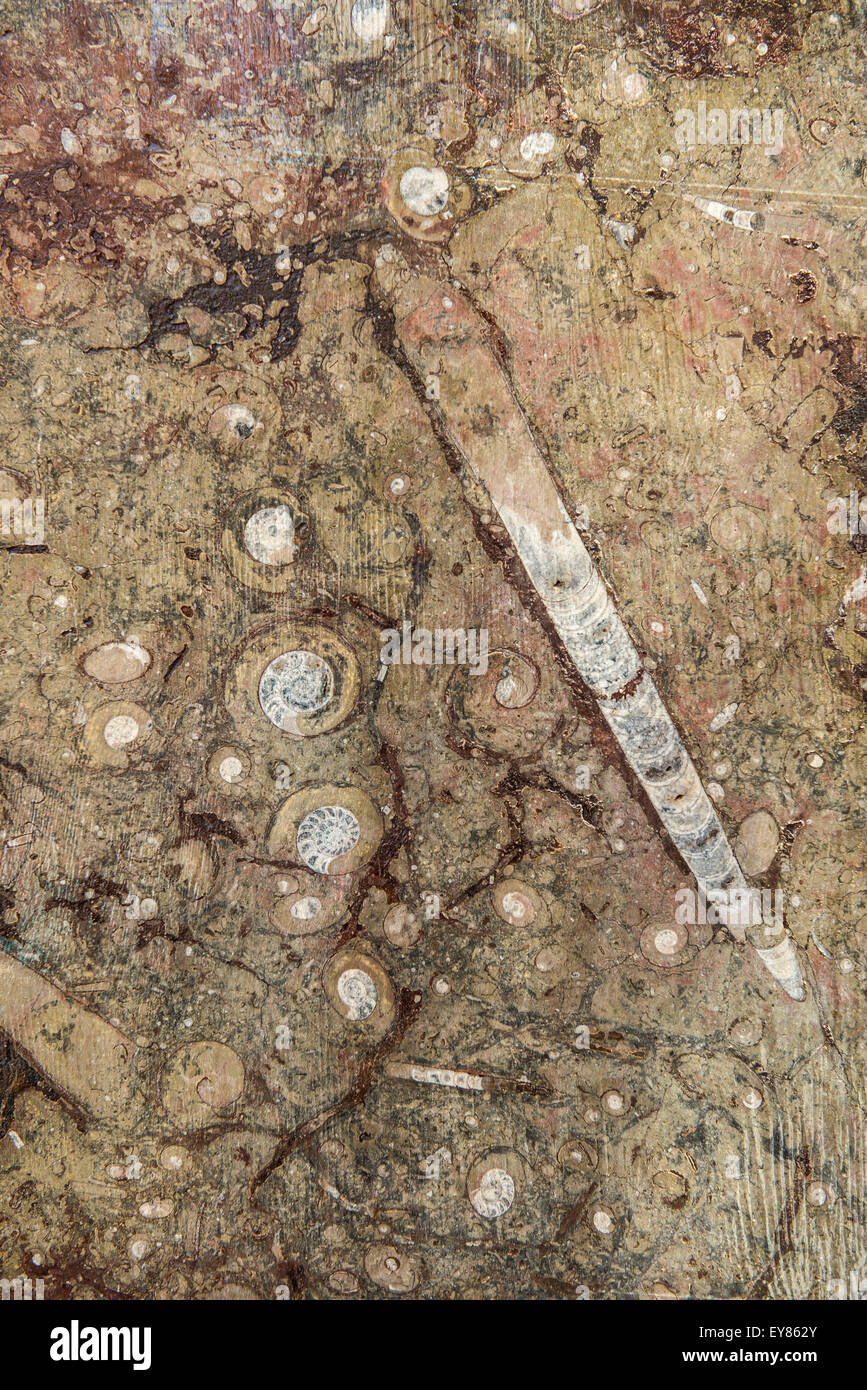 Orthoceras, fossili, trovata nei pressi di Rissani, Marocco Foto Stock