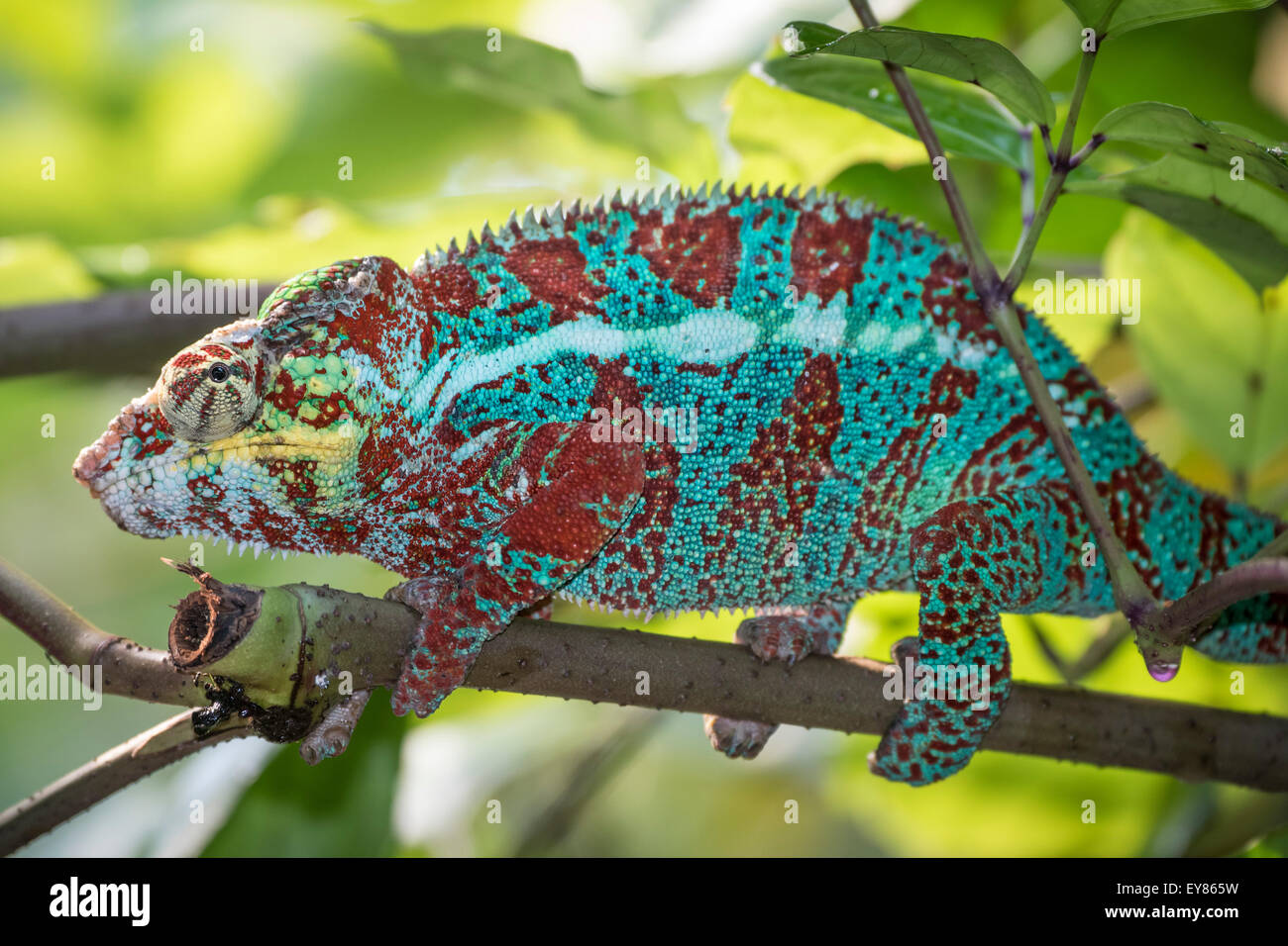 Panther Chameleon (Furcifer pardalis), maschio, captive, nativo del Madagascar Foto Stock