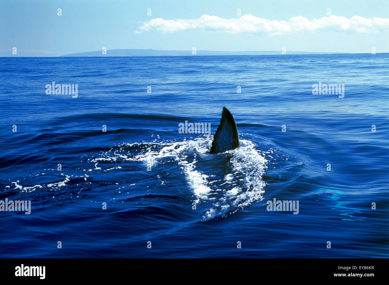 Pinna di squalo bianco nelle isole Hawaii superficie di rottura del blu Oceano Pacifico Foto Stock