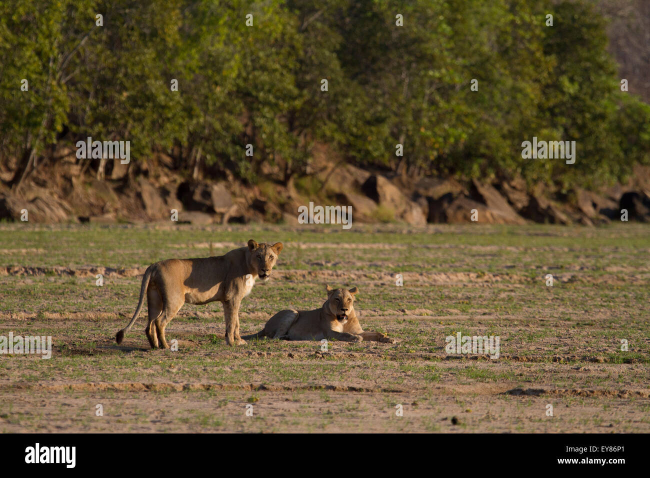Due leonessa in un letto asciutto del fiume. Panthera leo Foto Stock