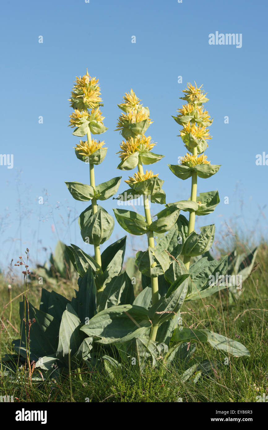 Grande giallo (genziana lutea Gentiana), Vosges, Alsazia-Lorena, Francia Foto Stock