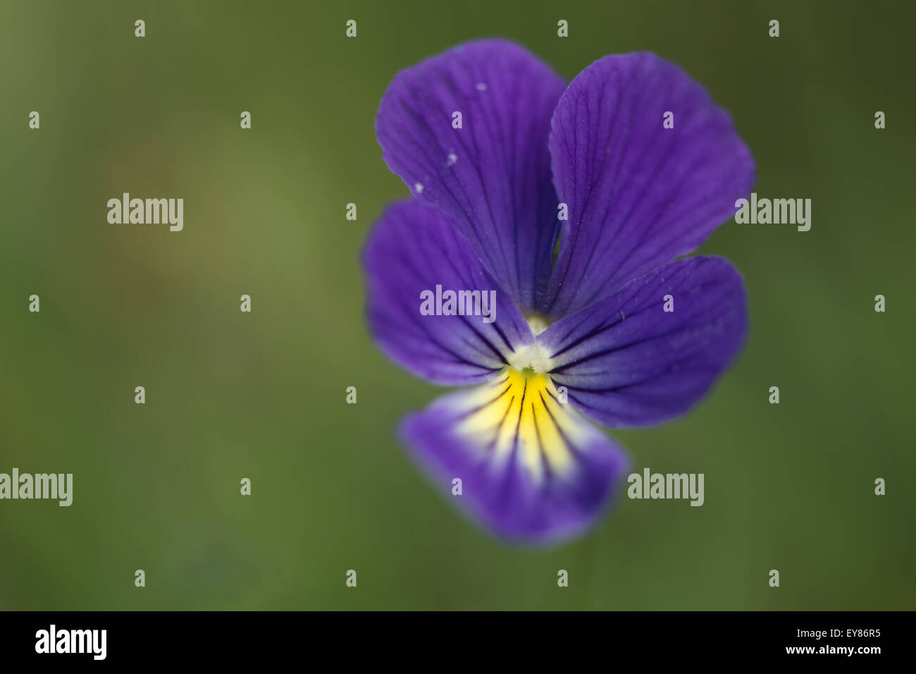 Mountain Pansy (Viola lutea), Vosges, Alsazia-Lorena, Francia Foto Stock