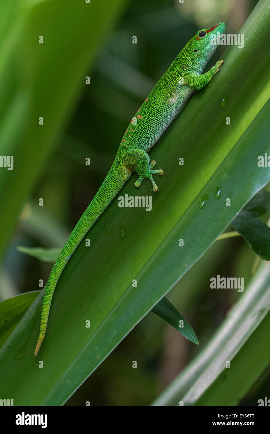 Madagascar giorno Gecko (Phelsuma madagascariensis), captive, nativo del Madagascar Foto Stock