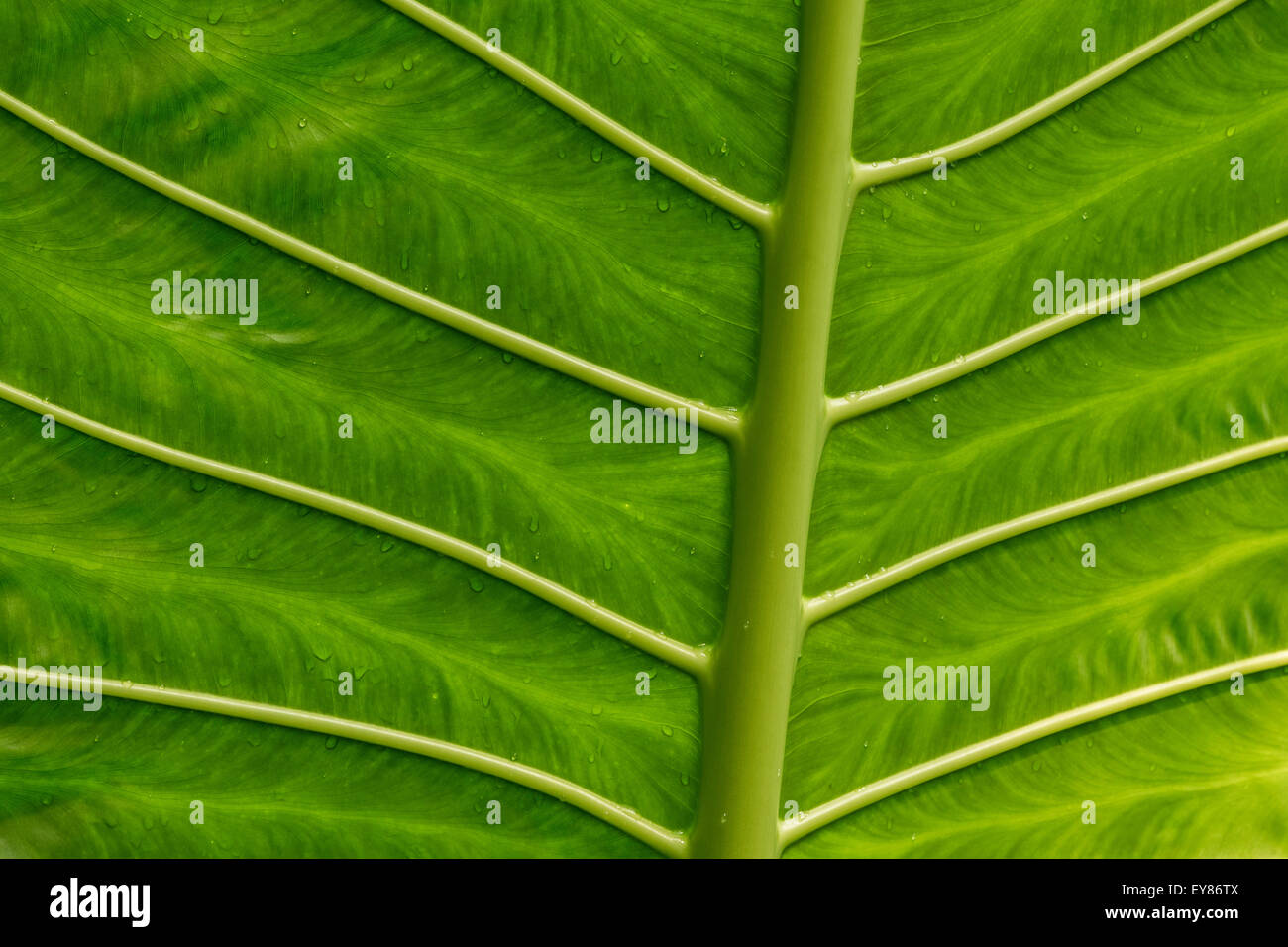 Gigante (Alocasia Alocasia macrorrhiza), dettaglio struttura foglia, nativo del Madagascar Foto Stock