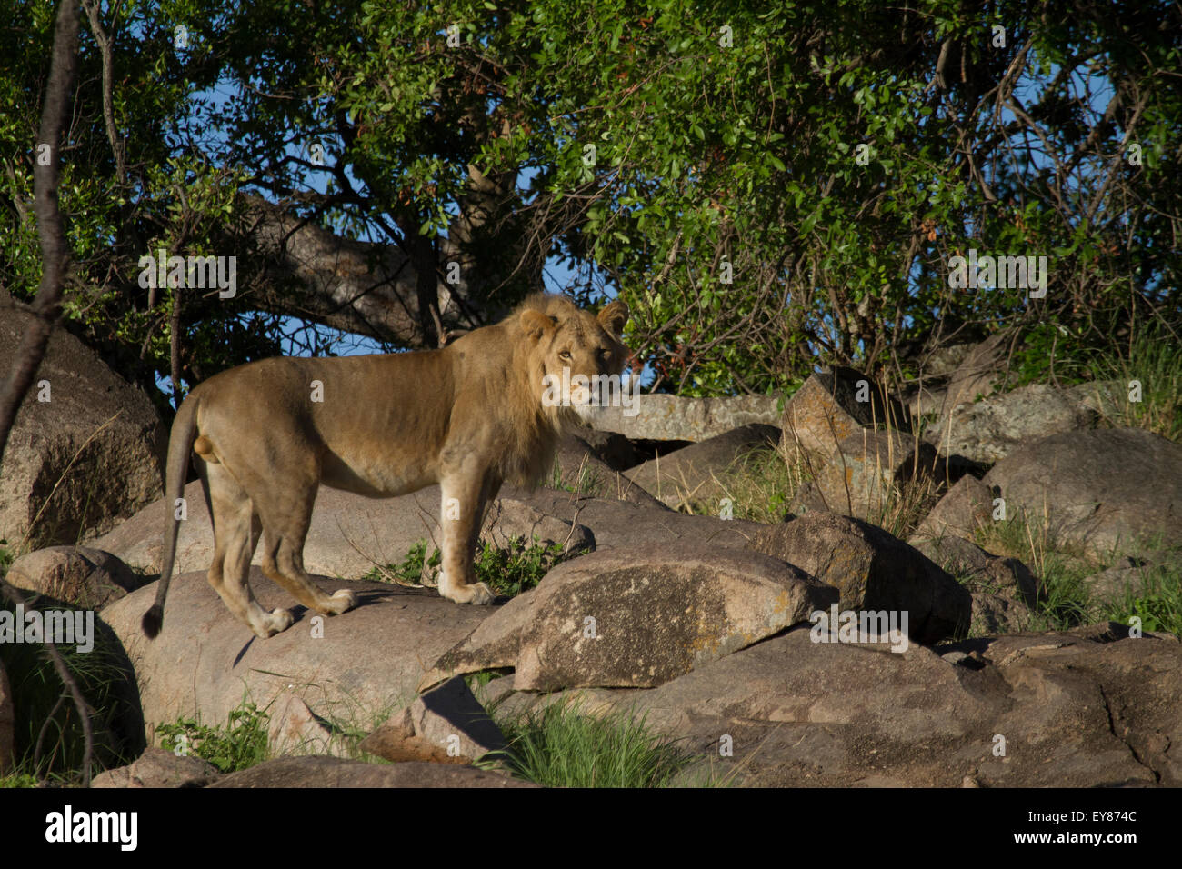 Leone maschio (Panthera leo) in piedi su alcune rocce nel Serengeti. Foto Stock