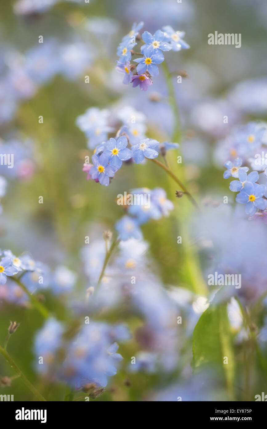 Bella dimenticare-me-non molla e fiori con profondità di campo Foto Stock