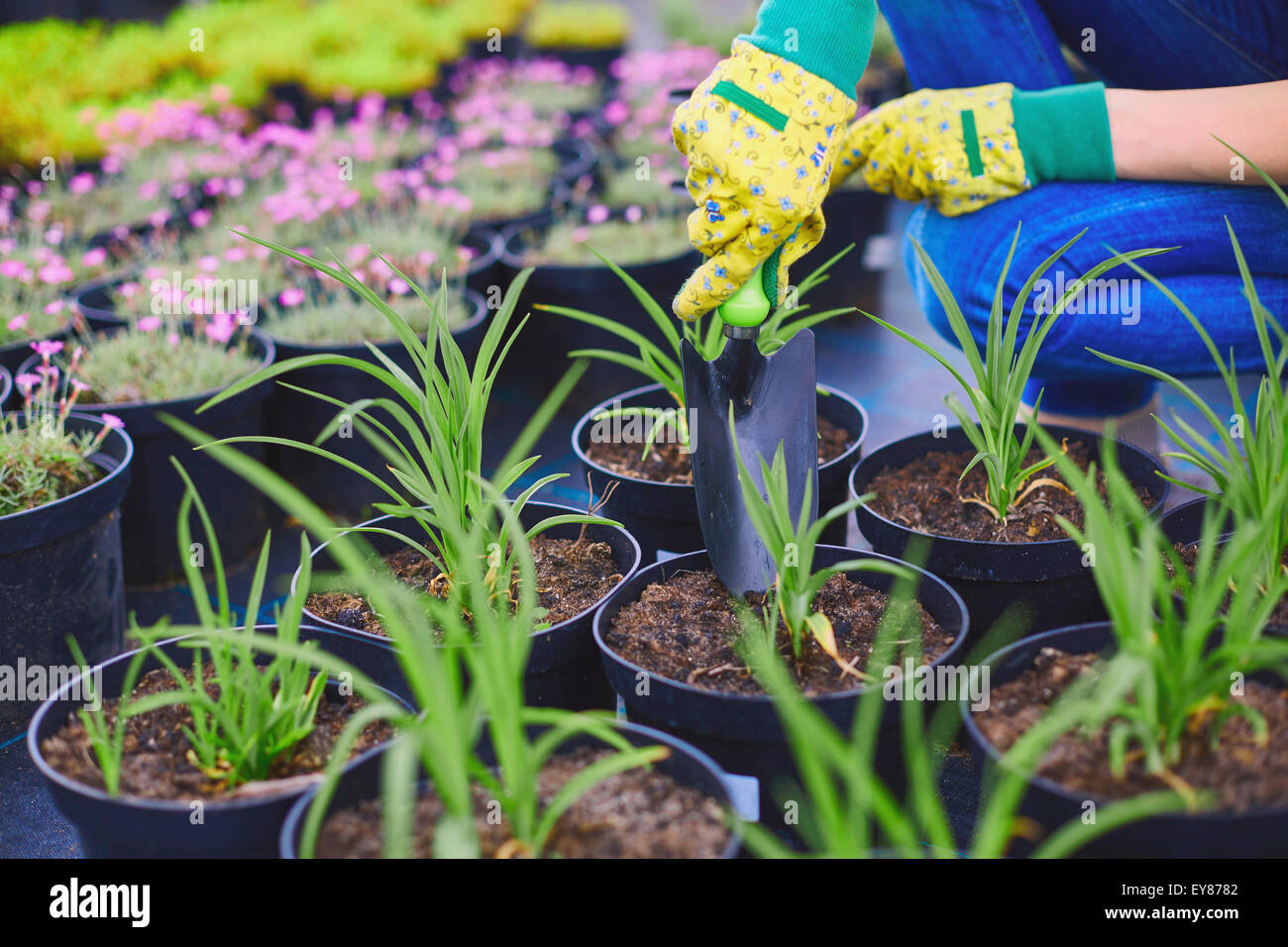 Giardiniere guanti con lo speciale attrezzo di reimpianto di pianticelle di verde Foto Stock
