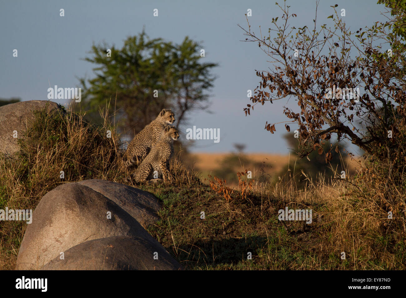 Due cuccioli di ghepardo (Acinonyx jubatus) Foto Stock