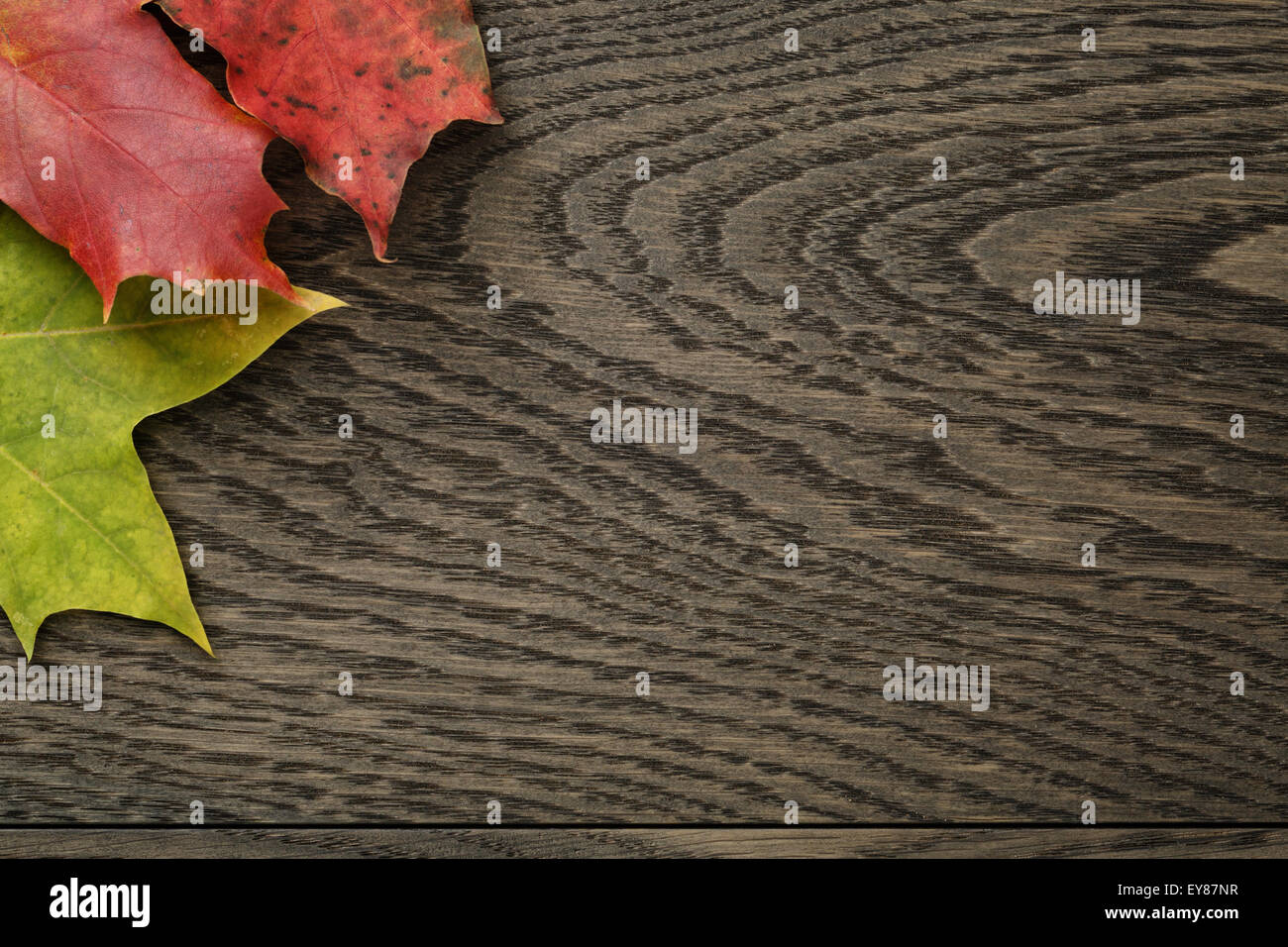 Foglie di autunno direttamente dal di sopra Foto Stock