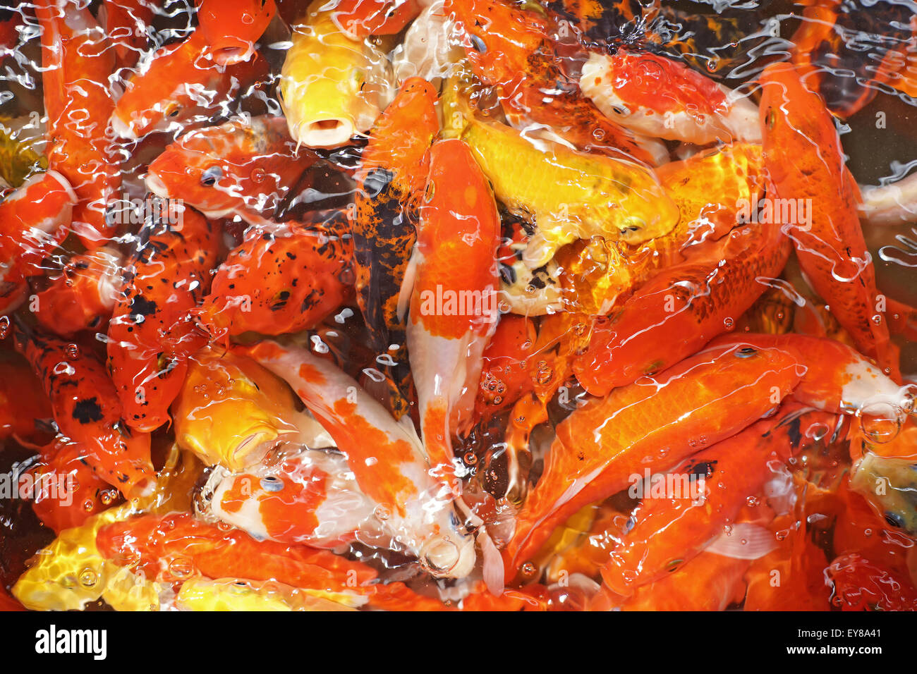 Carpa di fantasia o di pesci koi in stagno Foto Stock