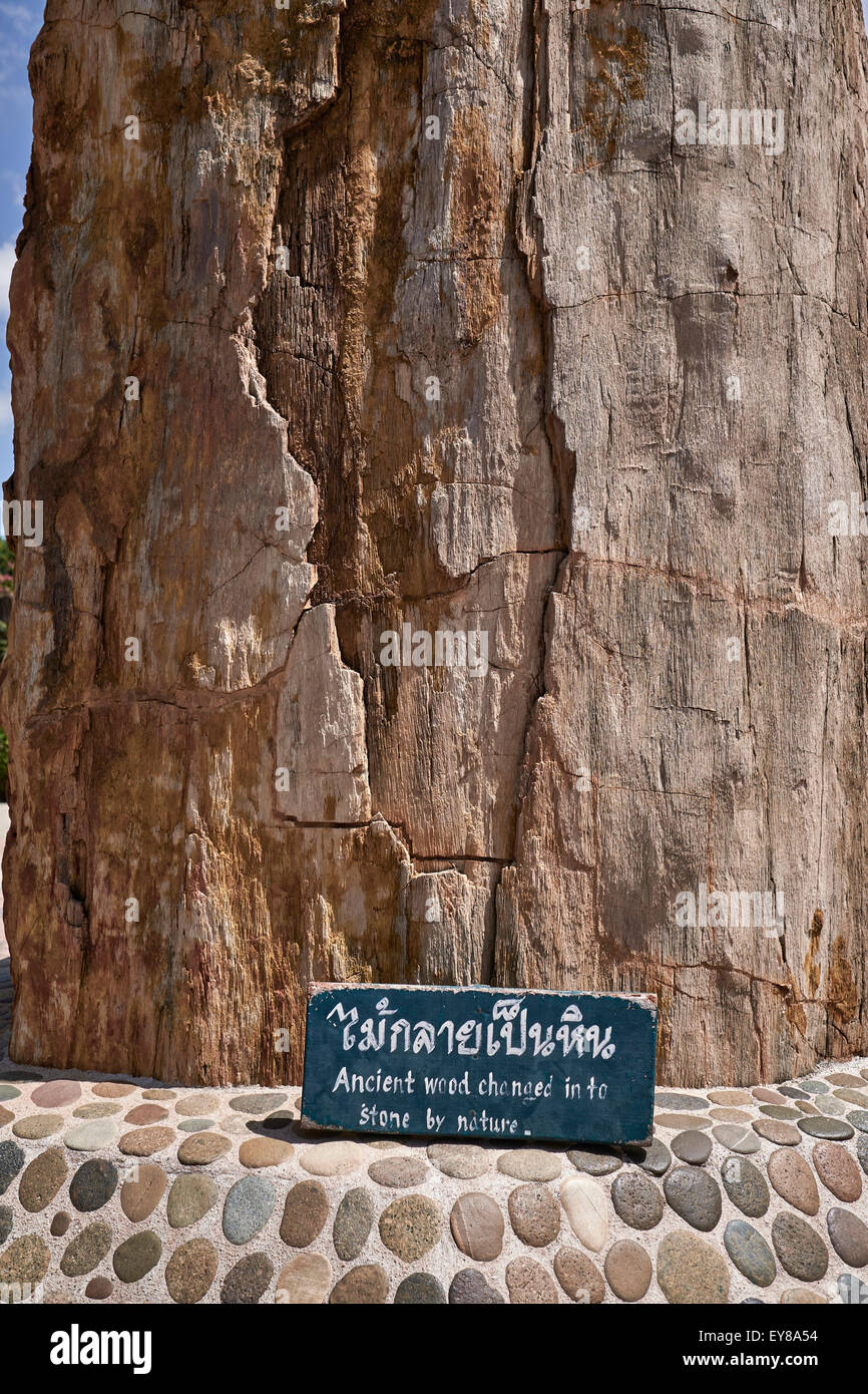 Legno pietrificato che si trasforma in pietra come fenomeno naturale. Milione anno Stone Park Pattaya Chonburi Thailandia S. E. Asia Foto Stock